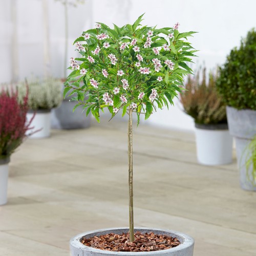 Prunus nipponica brilliant - brilliant, |
