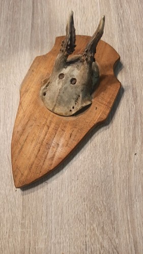 Vintage real skull - real,