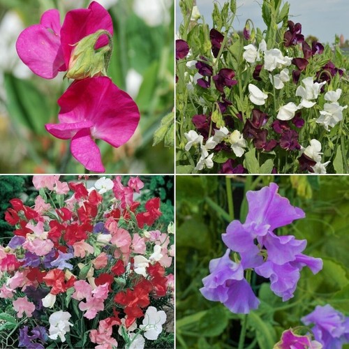 Sweet pea huge selection of - pea,