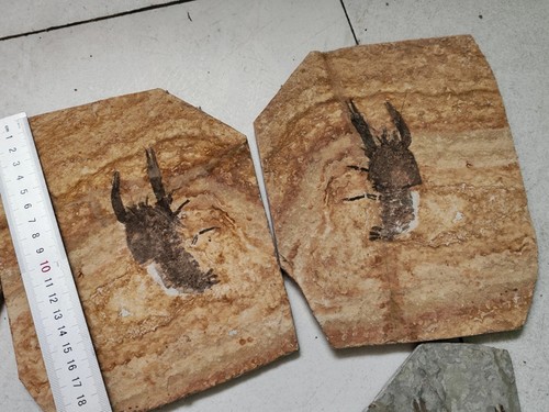 Pair cretaceous period - cretaceous,