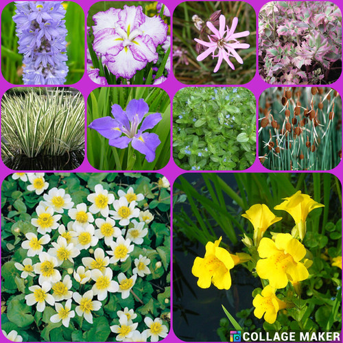 Bareroot pond plants water - pond,