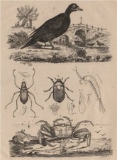 Machilidae. Macraspis & water beetles. Scoter. Telescope-eyed ghost crab 1834