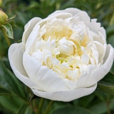 Peony Duchesse de Nemours 1