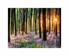 Bluebell Wood Sunrise Trees