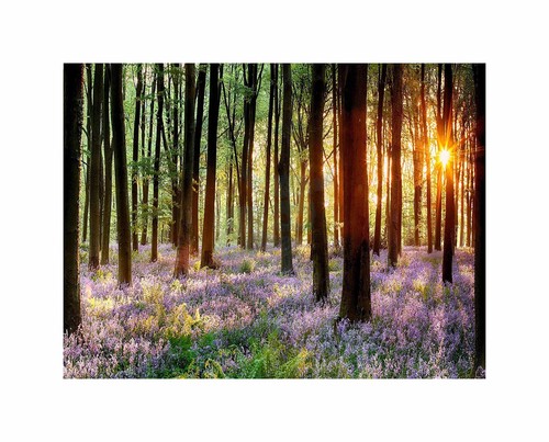 Bluebell wood sunrise trees - bluebell,