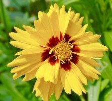 Coreopsis Sterntaler  2000x Seeds - Perennial Flower