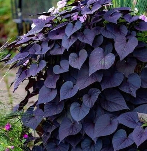 Purple dark ornamental - dark, sweet