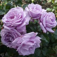 Climbing Rose Shrub Plant Bare