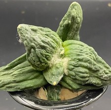 Sale Rare Cacti Ariocarpus Fis