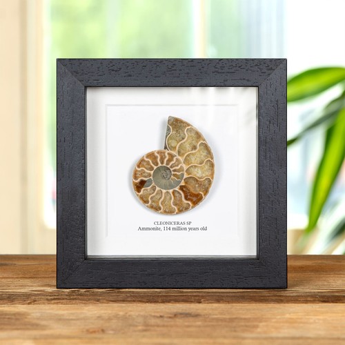 Yellow cut polished ammonite - polished,