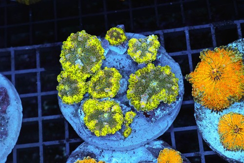 Green ricordea mushroom colony - green,
