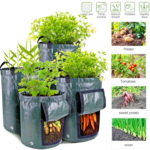 Gallon potato grow - 3-10,