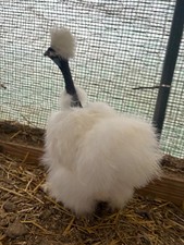 6 Silkie hatching eggs