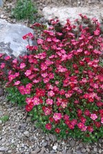 Saxifraga arendsii rose - x3,