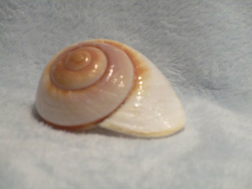 Vintage paper nautilus shell - vintage,