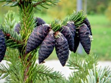 Black Spruce tree seeds -