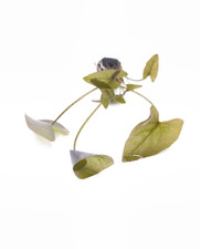 Nymphea Lotus Green (Bulb)