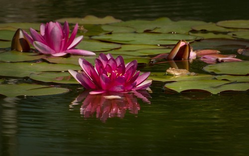 Nymphaea attraction water - 'attraction',