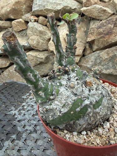 Fouquieria fasciculata - fouquieria,