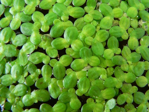 Duckweed floating aquarium - ,