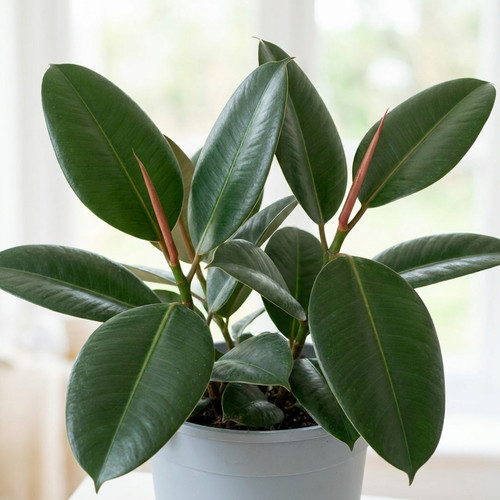 Ficus robusta rubber plant - robusta,