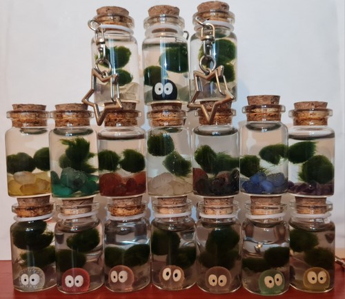Marimo moss balls - moss, mini
