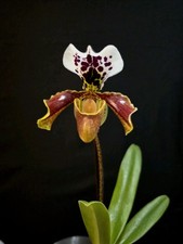 Paphiopedilum American Hybrid