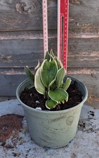 Hosta First Frost  Plant In A