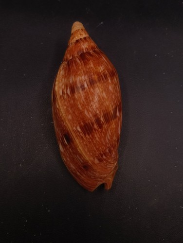 Large cymbiola marispuma sea - cymbiola,