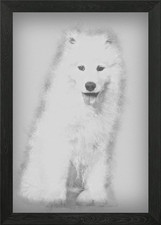 Samoyed puppy sitting agai