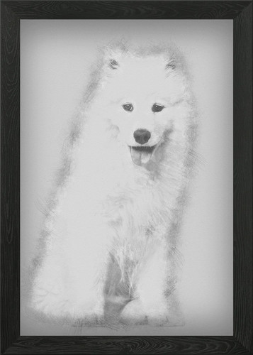 Samoyed puppy sitting agai