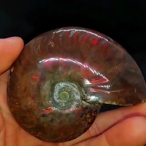 Huge 885ct opalized ammonite - huge,