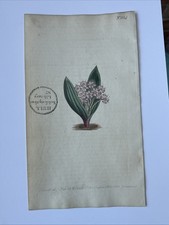 Curtis 1802 Antique botanical
