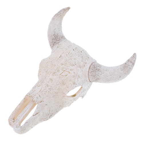 Bull head skull - wall, hanging