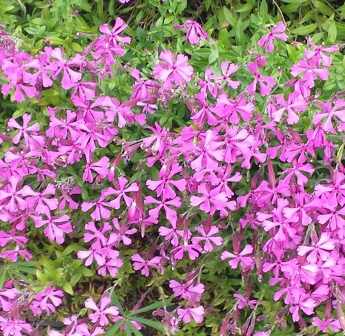 Silene schafta alpine - 6,