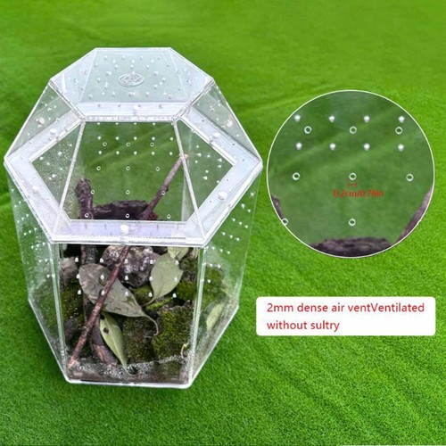Jumping spider enclosure - spider,