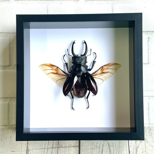 Brown stag beetle odontolabis - brown,