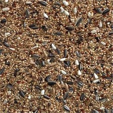 Cockatiel Parakeet Mix - Bird