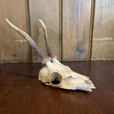Taxidermy Skull  Roe Deer