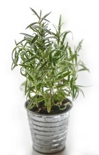 Rosemary Essential Oil