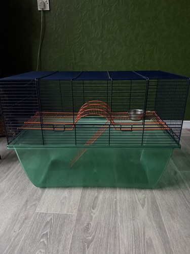 Large hamster rat guinea pig - guinea,
