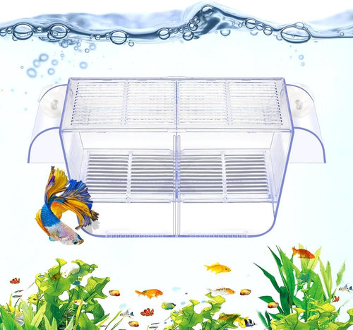 Fish breeding tank aquarium - fish,