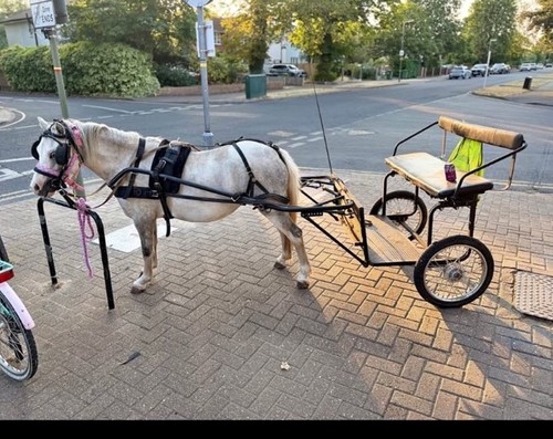 Pony cart and - cart, tedex