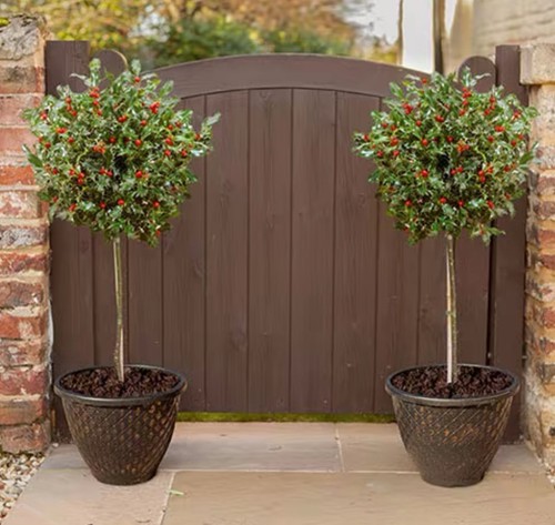 Pair holly tree standards - holly,