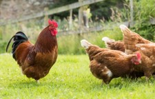 6 X Brown/cream Chicken Eggs l