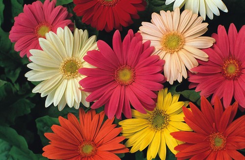 Gerbera jamesonii single