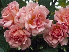 Climbing Rose - COMPASSION -