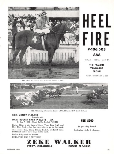 Heel fire sire vandy - fire, vandy,