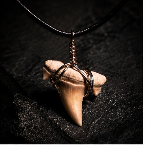 Genuine fossil otodus shark - fossil,
