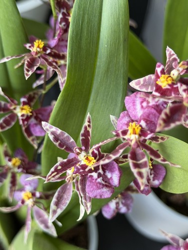 Oncidium purple hybrid in - hybrid,,